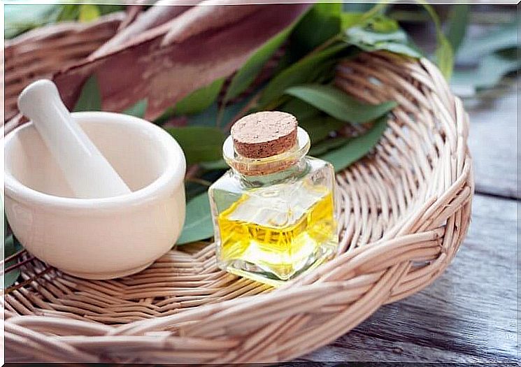 eucalyptus and oil for cough medicine