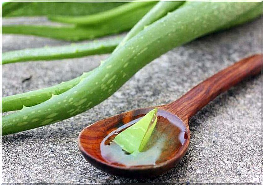 Aloe Vera protects the oral mucosa