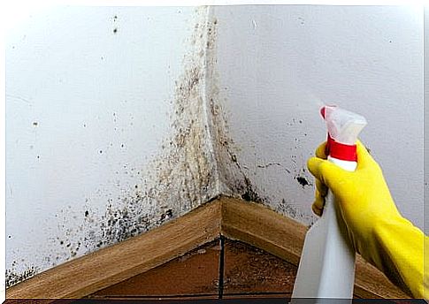 7 Effective Ways To Remove Mold From Home