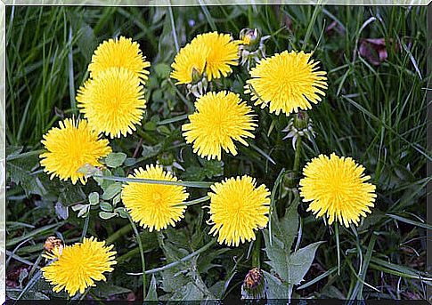 The extract made from dandelions is good for blood vessels.