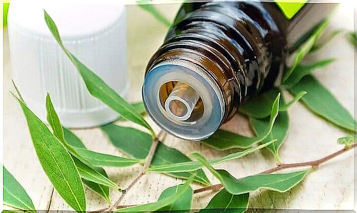 Tea tree oil helps remove fungi and bacteria.