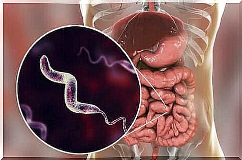 Campylobacter infections and their characteristics