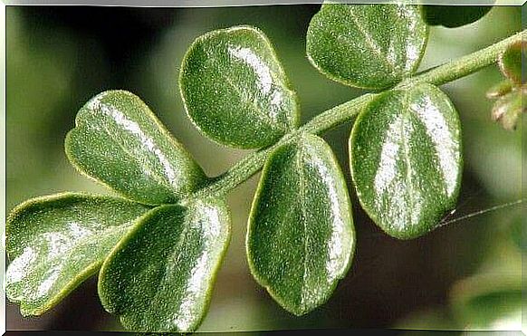 Croton guatemalensis for the treatment of diabetes