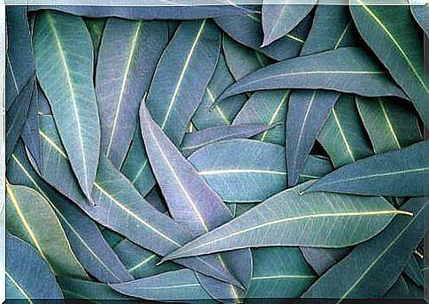 eucalyptus leaves for the treatment of diabetes