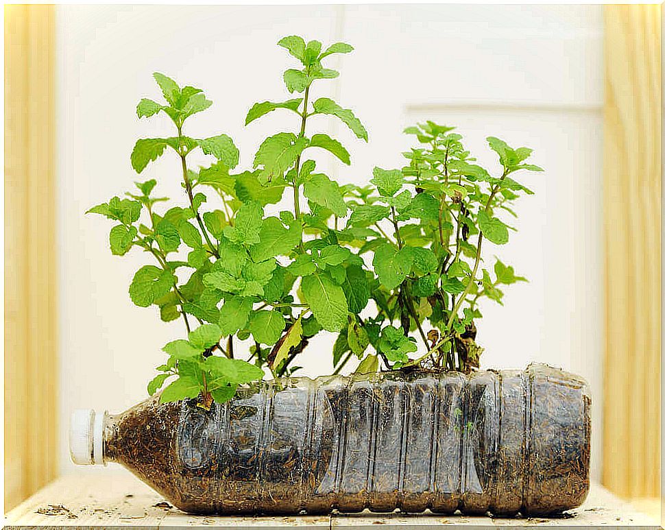 flowerpot from a plastic bottle