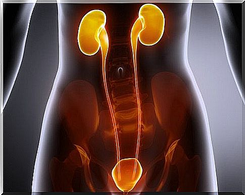 Home treatments for kidney, bladder and urinary tract infections