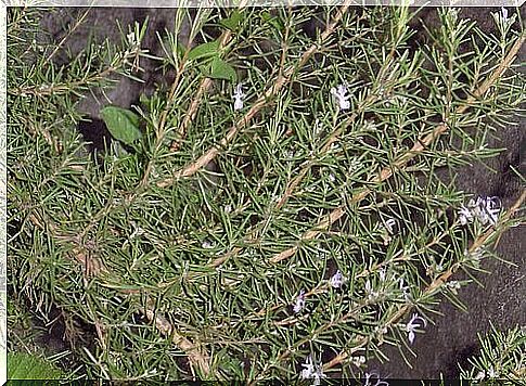 Rosemary helps get rid of ticks