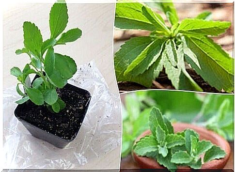 This is how you grow stevia at home