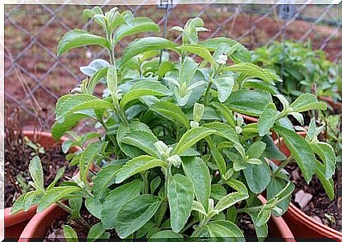 Stevia can also be grown at home.