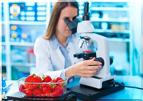 strawberries are examined in a laboratory