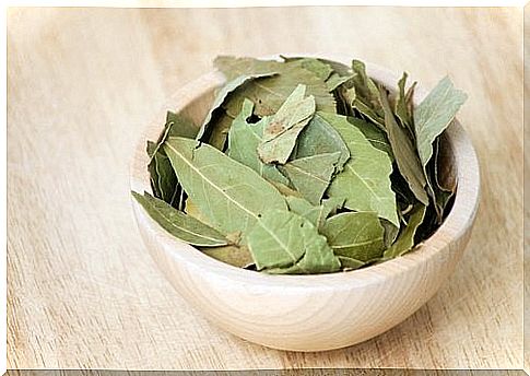 bay leaf