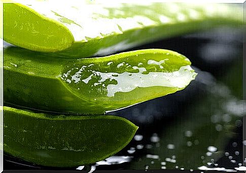 aloe vera for hair loss