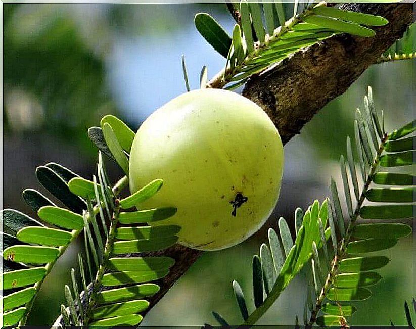 The fruit of the aspen tree cleanses the pancreas