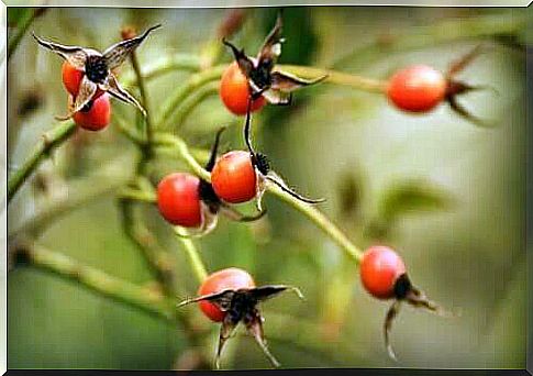 Rosehip tea: benefits and precautions