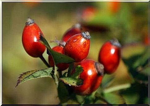 Studies have shown that rosehip tea can help prevent collagen breakdown and thus also improve skin condition