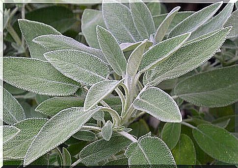 sage helps to get a flatter stomach