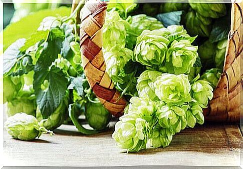 natural remedies for sleep: hops